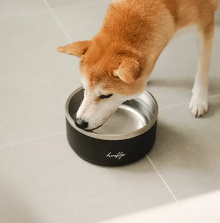 Insulated Dog Bowl Guide Why Smart Pet Bowls Matter for Your Dog’s Health (1)